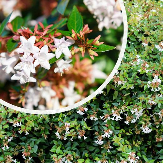 Abelia Grandiflora Prostrata