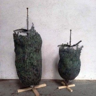 Abetos de Natal naturais