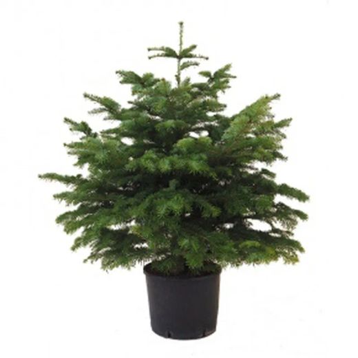 Abetos de Natal naturais