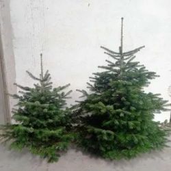 Abetos de Natal naturais