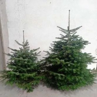 Abetos de Natal naturais
