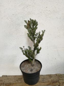Abies Koreana Silbelocke