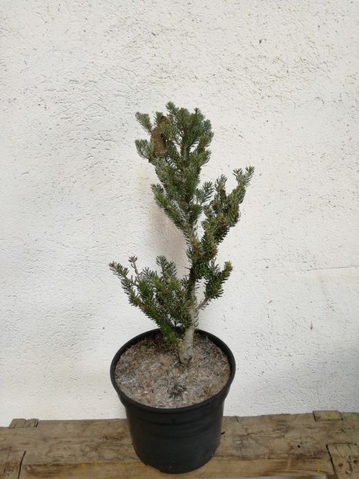 Abies Koreana Silbelocke
