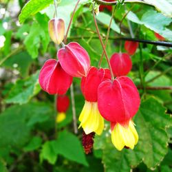 Abutilon Megapotamicum Caixa 6 uts.