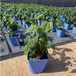 Abutilon Megapotamicum Caixa 6 uts.