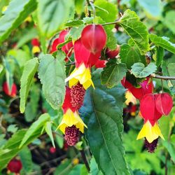 Abutilon Megapotamicum Caixa 6 uts.