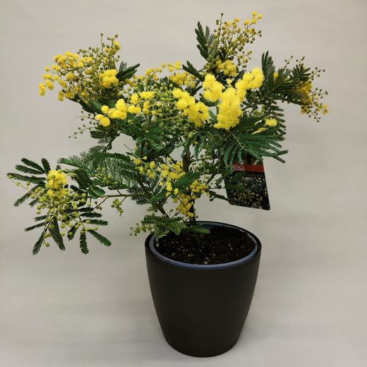 Acacia Dealbata Mini Mimosa