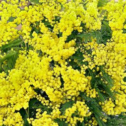 Acacia Dealbata Mini Mimosa