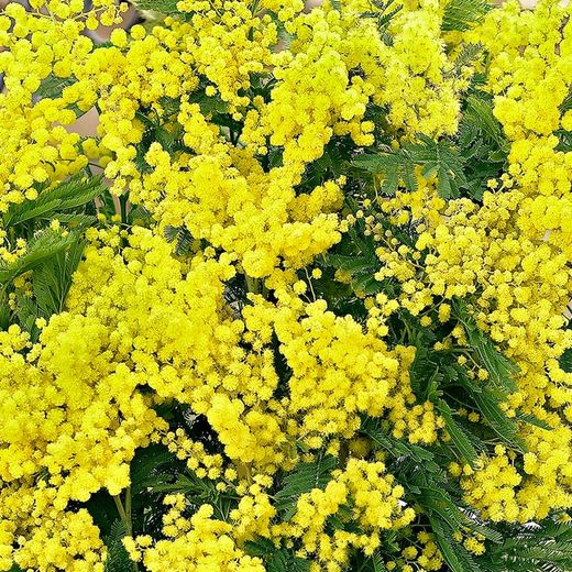 Acacia Dealbata Mini Mimosa