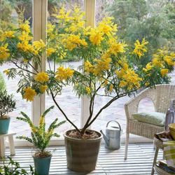 Acacia Dealbata Mini Mimosa