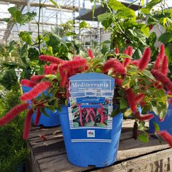 Acalypha Reptans Caja 6 uds.