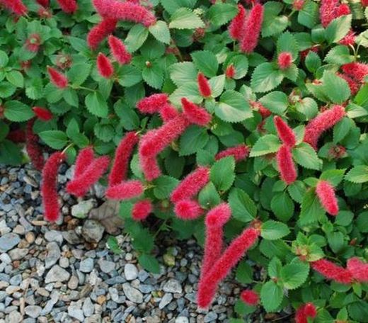 Acalypha Reptans Caja 6 uds.
