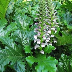 Acanthus Mollis