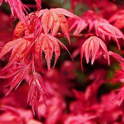 Acer palmatum