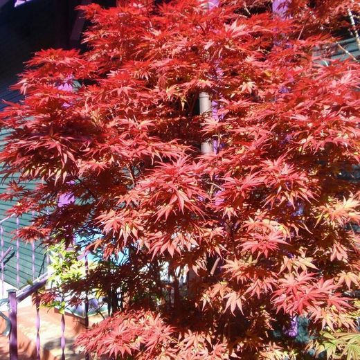 Acer palmatum