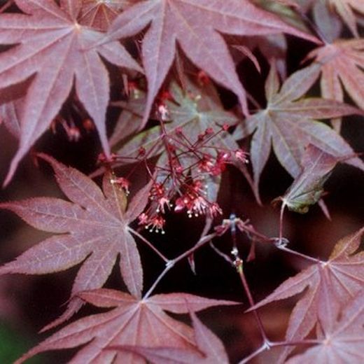 Acer Palmatum