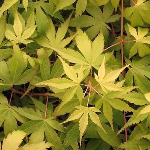Acer palmatum