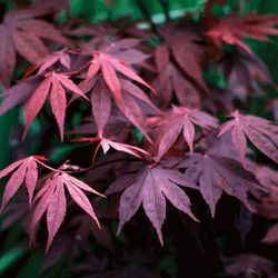 Acer Palmatum