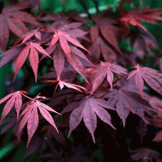 Acer palmatum