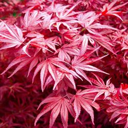 Acer palmatum