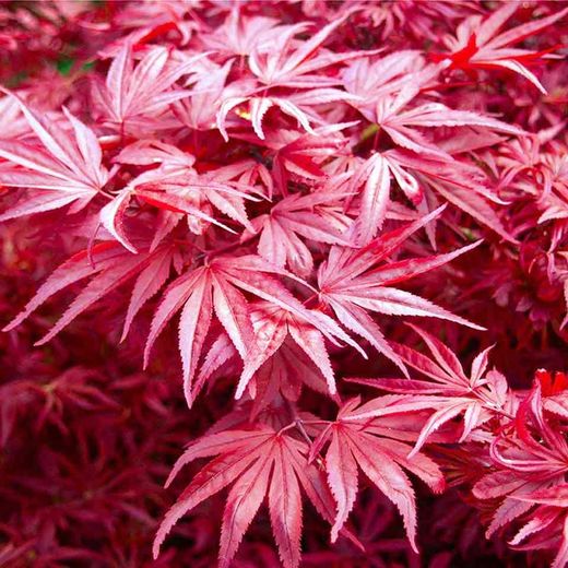 Acer palmatum