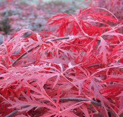 Acer Palmatum