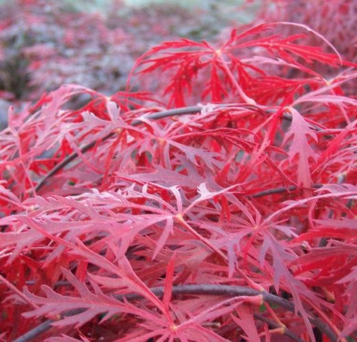Acer palmatum