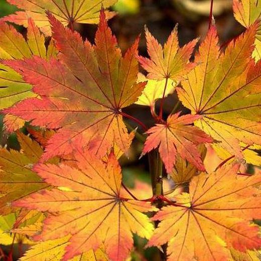 Acer palmatum