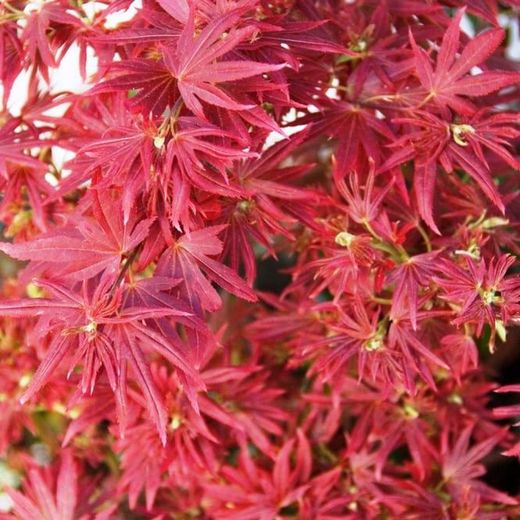 Acer palmatum