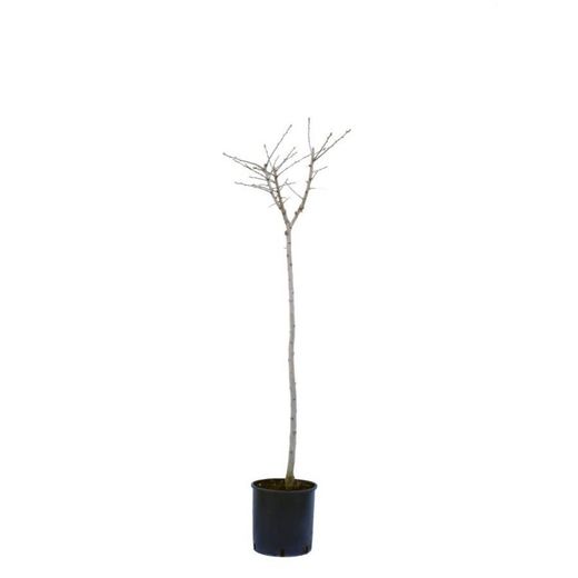 Acerolo Crataegus Azarolus