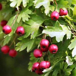Acerolo Crataegus Azarolus