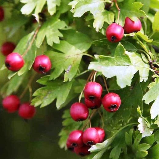 Acerolo Crataegus Azarolus