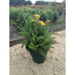 Achillea Millefolium Caja 6 uds.