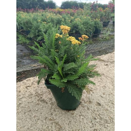 Achillea Millefolium Caja 6 uds.