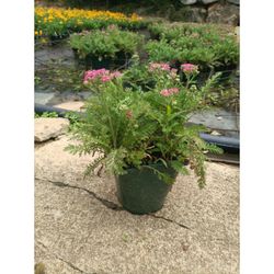 Achillea Millefolium Caja 6 uds.