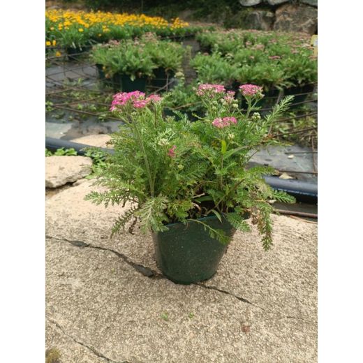 Achillea Millefolium Caja 6 uds.