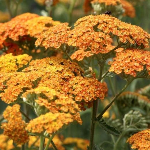 Achillea Millefolium Caja 6 uds.
