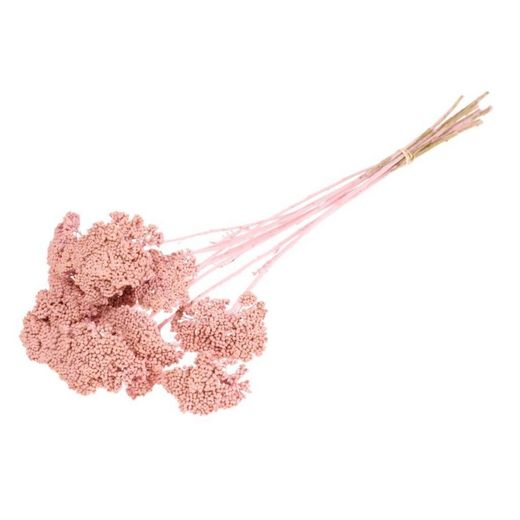 Achillea Parker Natural Seca