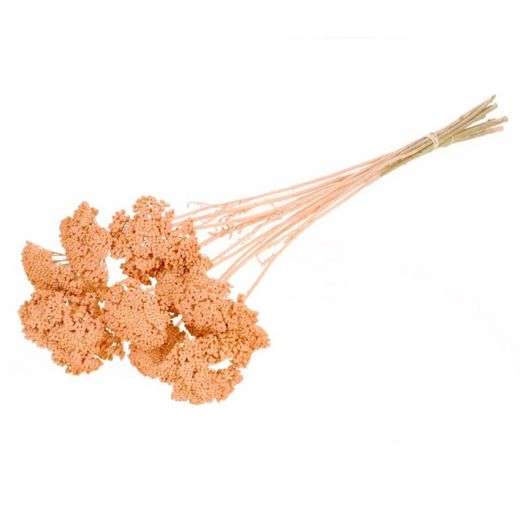 Achillea Parker Natural Seca
