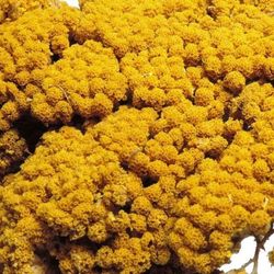 Achillea Parker Natural Seca