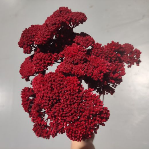 Achillea Parker séché naturellement