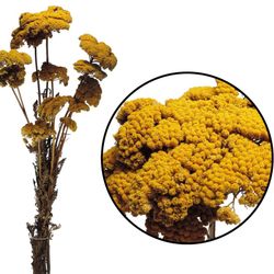 Achillea Parker Natural Seca