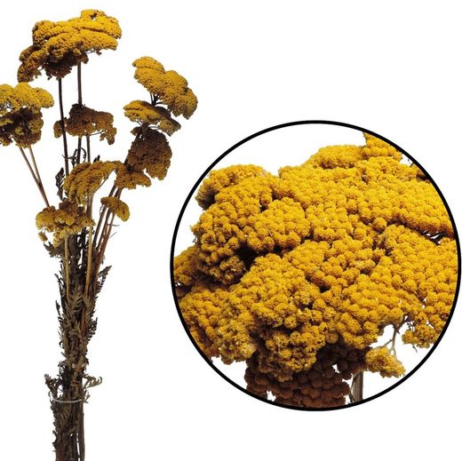 Achillea Parker Natural Seca