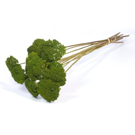 Achillea Parker Natural Seca