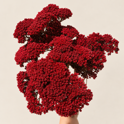 Achillea Parker Natural Seca