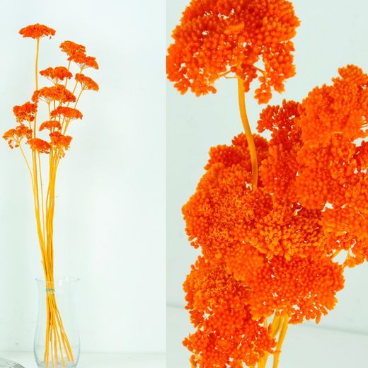 Achillea Seca