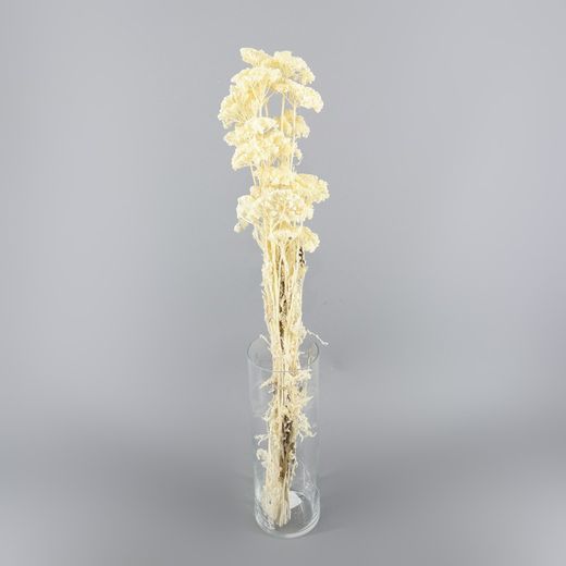 Achillea Seca