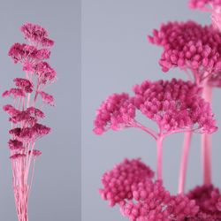 Achillea Seca