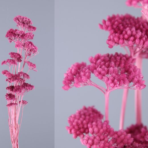 Achillea Seca