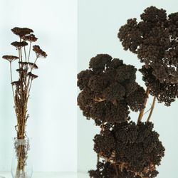 Achillea Seca